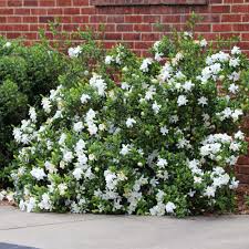 Image result for Gardenia brachythamnus