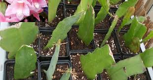 Blattkaktus Epiphyllum Deutsche Kaiserin Giant Empress Bepflanzung Pflanzen Rosa Blute