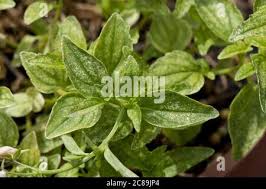 Image result for Tetranychidae grapevine