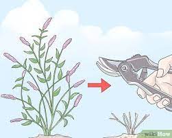 How To Prune A Butterfly Bush Butterfly Bush Care Butterfly Bush Pruning Butterfly Bush