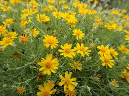 Check spelling or type a new query. Ashy Dogweed Federal State Listed Plants Of Texas