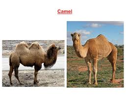 As the population ____ and as living standards increase, the demand for milk, eggs and meat is also going up. Chapter 3 Fibre To Fabric 1 Animal Fibres The Common Animal Fibres Are Wool And Silk Wool Is Obtained From Sheep Goat Yak Camel Llama Alpaca Ppt Download
