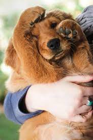 Pin By Braeden Personius On Amusements Pets Cute Animals Puppies