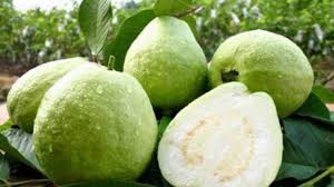 Cara mengatasi buah jambu air agar tidak busuk. 7 Cara Merawat Tanaman Buah Jambu Kristal Sampai Panen Ilmubudidaya Com