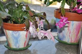 The avocado (persea americana), a tree likely originating from southcentral mexico, is classified as a member of the flowering plant family lauraceae. Christmas Cactus Gardening Nirvana