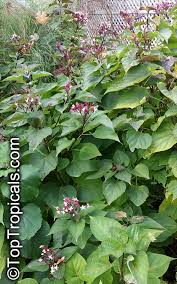 Image result for Clerodendrum