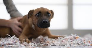 Our long island stores in hicksville & lynbrook have the largest variety of puppies & pet supplies in new york! Puppy Transport Bust In New York Reveals Truth About Pet Store Puppies Aspca