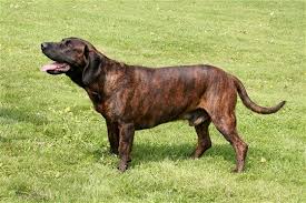 Image result for anglický barvář