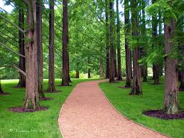 Acidic soils are preferred as it may show chlorosis symptoms (yellowing) in high ph (alkaline) soil. Dawn Redwood Trees Dawn Redwood Redwood Landscaping Driveway Landscape