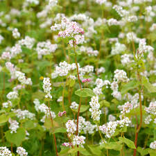 Image result for Fagopyrum esculentum