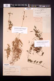 Image result for Cuscuta approximata