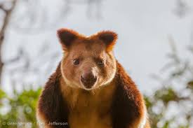 Indonesia's rich diversity extends beyond the people, culture, and ethnicities. Indonesia S Incredible Wildlife
