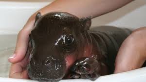 The calf, who is unnamed for now, is the first pygmy hippo ever born at the franklin park zoo. Stop The Presses Here S A Baby Pygmy Hippo