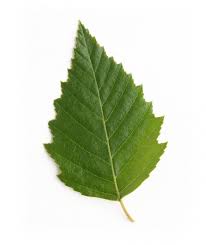 Tolerates summer heat better than most other birches. Birch Tree Shop At Bower Branch 3 Year Guarantee Available