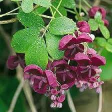 Epingle Par Anna Henriksson Sur Huisje Oost En 2020 Fleurs Odorantes Plante Grimpante Feuillage