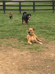 Located in the heart of the bluegrass region, lexington offers plenty of green space and historic sites. Wellington Dog Park Lexington 2021 All You Need To Know Before You Go With Photos Tripadvisor