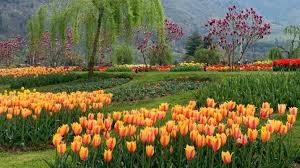 The best time to visit kashmir is from the month of march to october. Two Day Tulip Festival In Kashmir Ends With Significant Tourist Boom The Bharat Express News