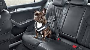 Our babies are affectionate, socialized and well behaved. Best Cars For Dog Owners 2019 Uk Our Pick Of New Cars For Carrying Pets Car Magazine