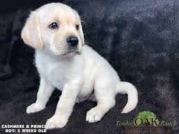 Donations as an irs 501c3 non profit organization, labradors and friends solely relies on donations to help save the lives of our canine companions in need. Labrador Puppies In Southern California