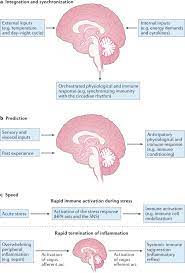 Neuronal Regulation Of Immunity Why How And Where Nature Reviews Immunology