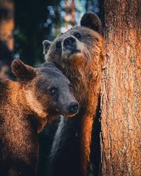 I fell in love with this photographer. 14 4 Tys Otmetok Nravitsya 148 Kommentariev Konsta Punkka Kpunkka V Instagram Female Bear Calmly Cooling Male Bear Wildlife Photography Brown Bear