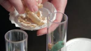 Maybe you would like to learn more about one of these? Living Organism Care Guide Hornworms Carolina Com