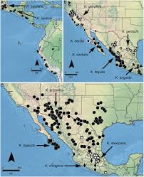 Un poco de lo que hacemos puro jv audio 3902 s 12th avenue tucson az 85714 a tus ordenes. The Crevice Weaver Spider Genus Kukulcania Araneae Filistatidae