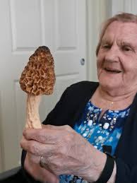 Came across a bunch of these large mushrooms