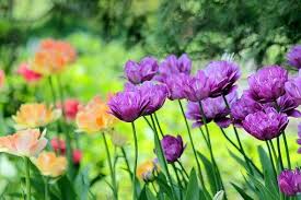 Tulipanes Flores Primavera Naturaleza Floracion Jardin Parque Tulips Tulips Flowers Flowers