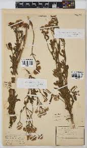 Image result for Nidorella auriculata