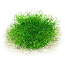 Image result for Eleocharis naumanniana