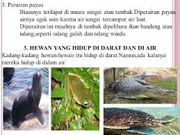 Jenis hewan yang hidup di air habitat contoh gambar penjelasannya. 750 Koleksi Gambar Hewan Hidup Didarat Dan Diair Gratis Terbaik Gambar Hewan