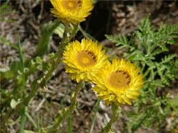 Image result for Helichrysum brassii
