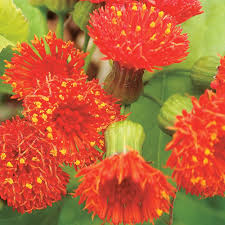 Image result for Emilia discifolia