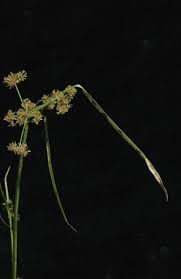 Image result for Cyperus difformis
