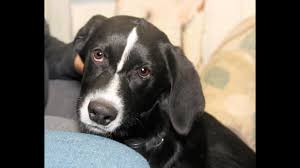 These beautiful border collie mix puppies would love to go on adventures with you! Rebel A 5 To 6 Month Old Lab Border Collie Mix Puppy Adopted In Manahawkin Youtube