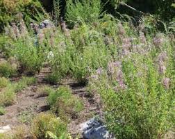 Image result for Syncolostemon elliottii