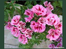 Godetia Is A Slender Upright Plant That Produces Funnel Or Trumpet Shaped Flowers Consisting Of Four Petals That Are Arranged On The Ter Plants Flowers Petals