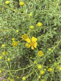 Image result for Saintpauliopsis lebrunii