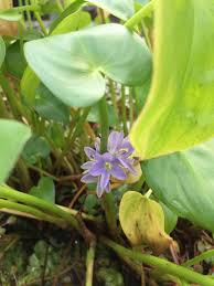 Image result for Monochoria