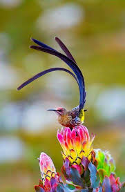Cape Sugarbird Promerops Cafer South Africa Rengarenk Kuslar Hayvanlar Hayvan