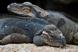 Rhino Iguanas Island Of Hispaniola Reptiles And Amphibians Amphibians Lizard