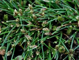 Image result for Isolepis setacea