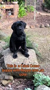Cane corso puppy with floppy ears #reels#ears#floppyears #canecorso#dogs  #puppies#canecorsopuppies