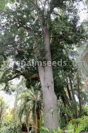 Image result for Afrocarpus