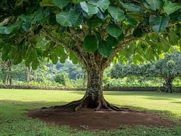 Image result for Tectona