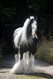 „tinker in pferde & zubehör. 8 Tinker Pferde Ideen Tinker Pferd Pferde Hubsche Pferde