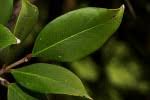 Image result for Garcinia huillensis