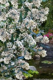 Image result for Polygala capillaris