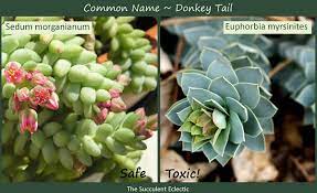 We did not find results for: Identifying Types Of Succulents With Pictures The Succulent Eclectic